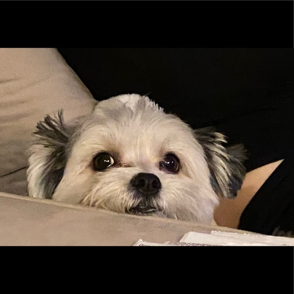 Meet your Posher, Meredith - Picture 2 of 4